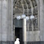 Möve vor dem Kölner Dom ©Judith Nüsser